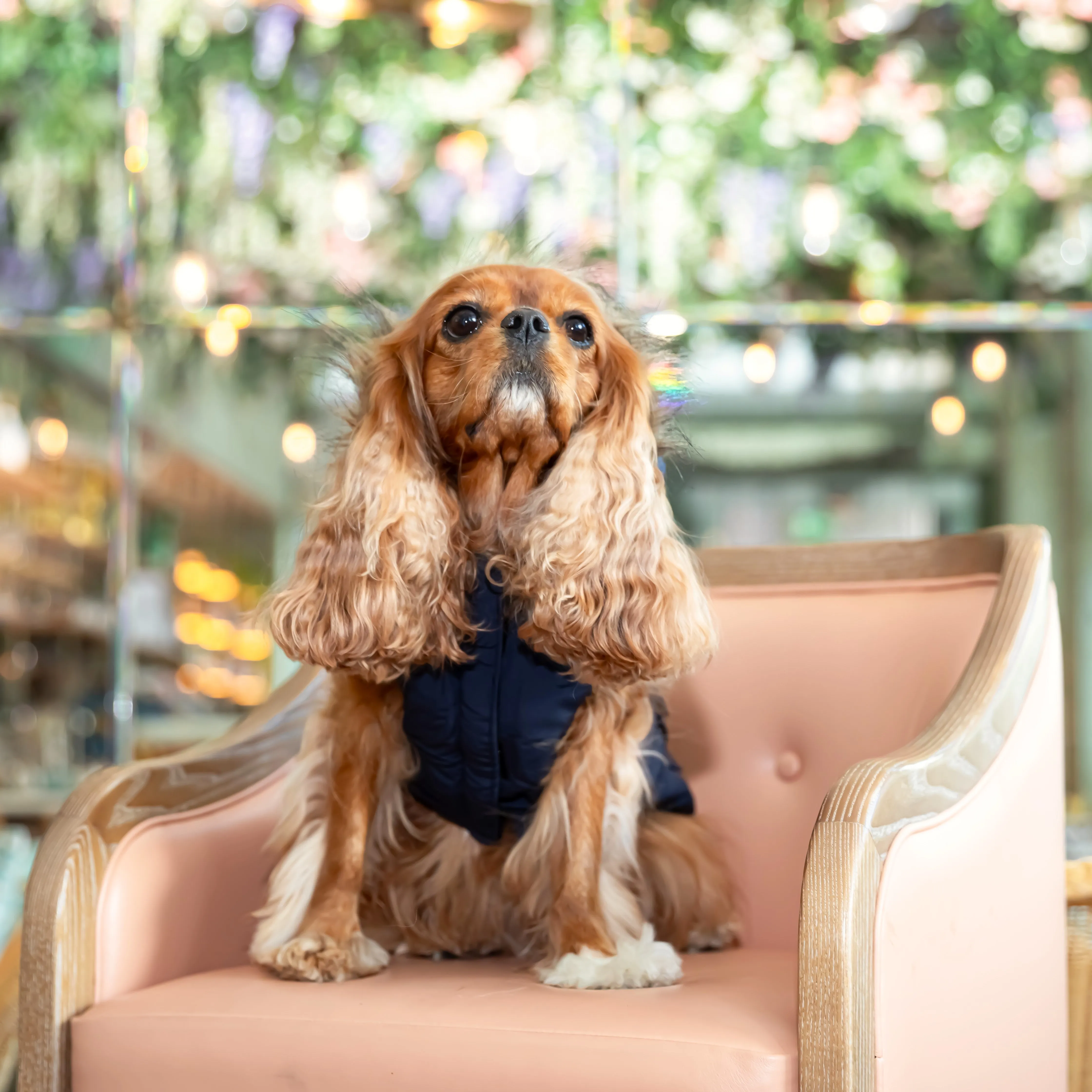 Après Ski Parka Vest Dog Jacket