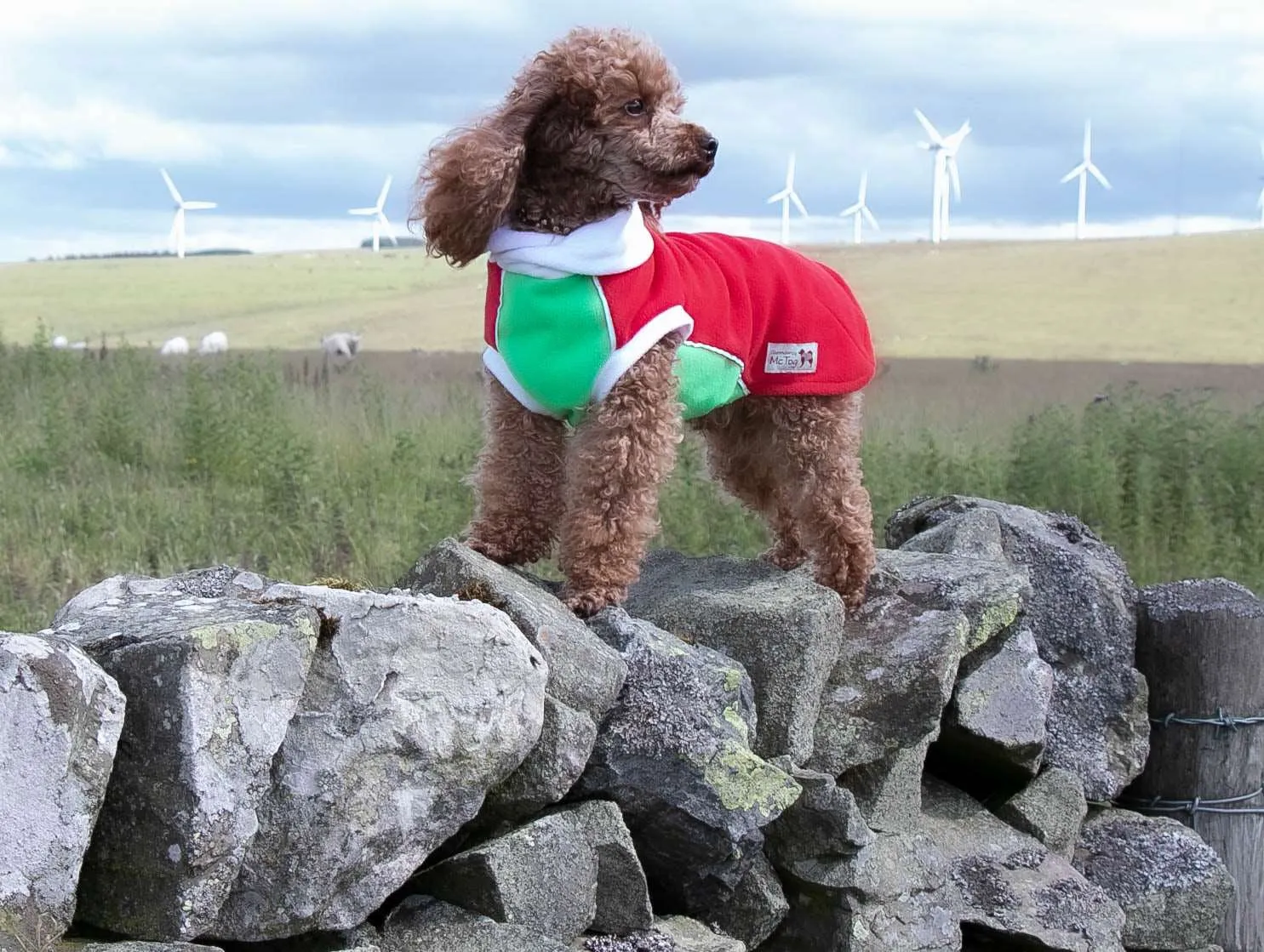 Red Green Polar Fleece - Waterproof belly - McTog Dog Jumper